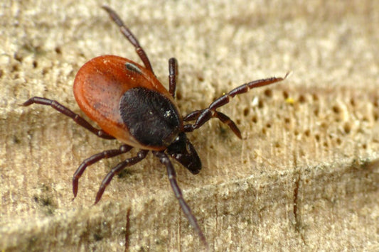 Vitalpilze bei Borreliose