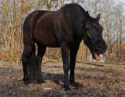 Mikrobiom & equines Asthma