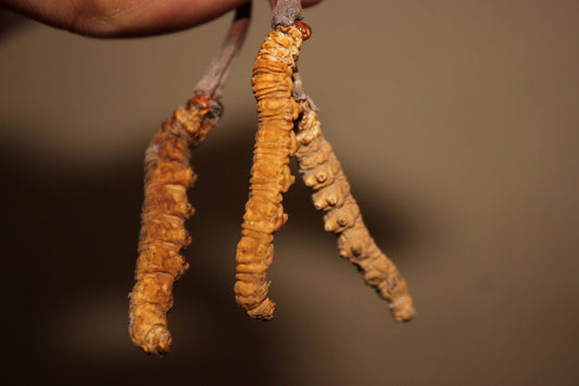 Studie Cordyceps sinensis bzw. Cordyceps militaris und Knochenerkrankungen.
