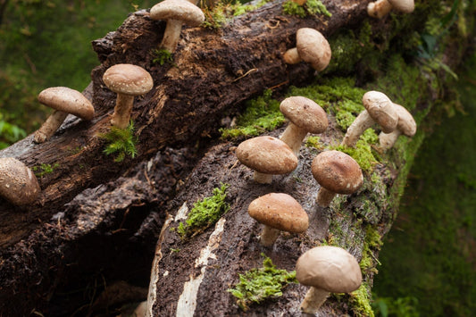 Shiitake Rennpferde Studie