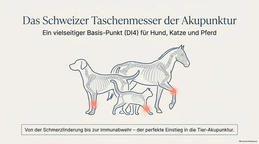 Dickdarm 4 - der Synergist