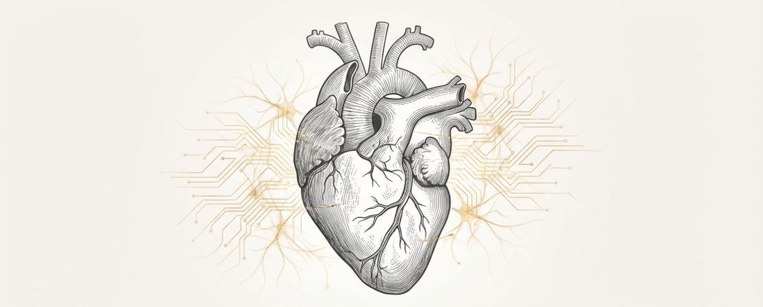 Reishi und Herzregeneration