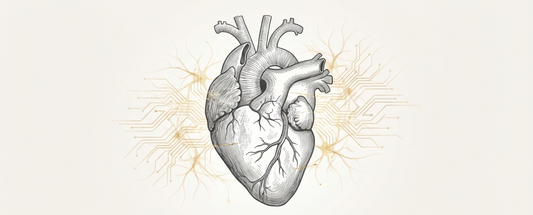 Reishi und Herzregeneration