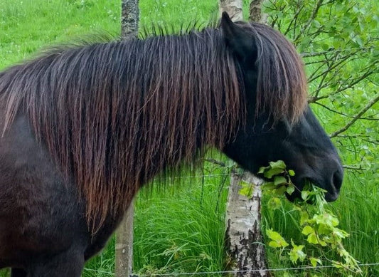 Fallbericht: Mánadis - Equines Asthma