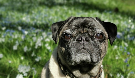 Hund Theo im Fallbericht zu Mastzelltumoren