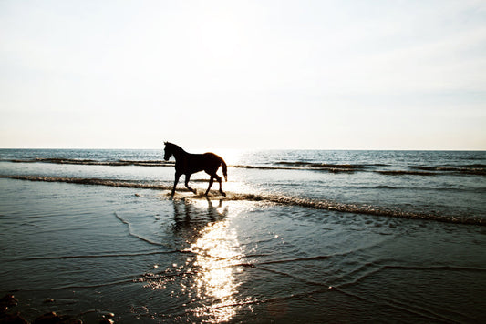 Pferd am Strand – Fallakte Secret Diamond zur postviralen Neuropathie