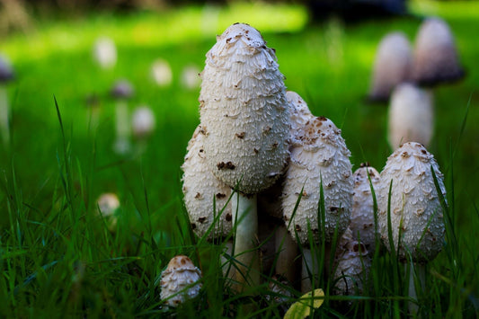 Coprinus comatus & Diabetes:  Ein Überblick