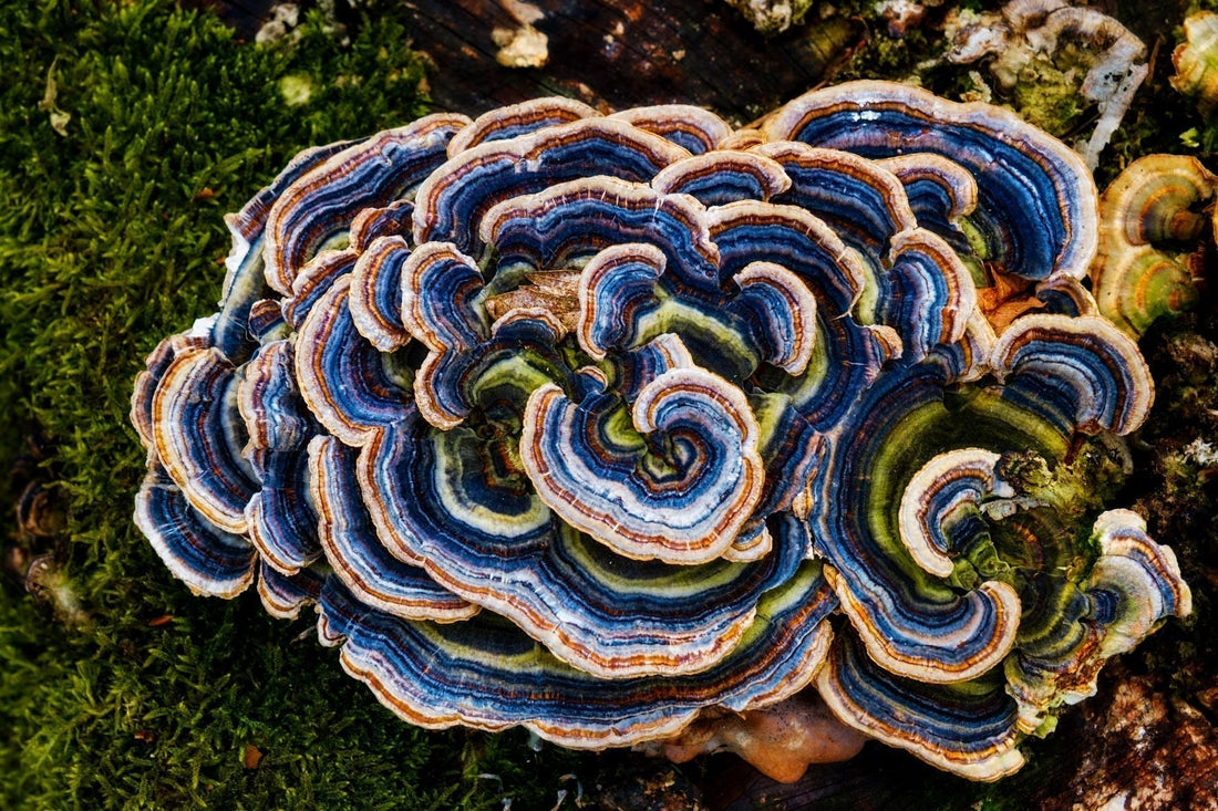 Coriolus versicolor: Potential bei Viruserkrankungen & in der Krebstherapie