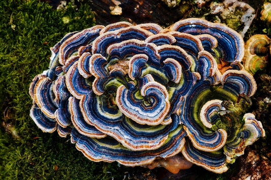 Coriolus versicolor: Potential bei Viruserkrankungen & in der Krebstherapie