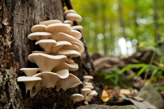 Austernpilz (Pleurotus ostreatus) bei Gastritis und Magengeschwüren