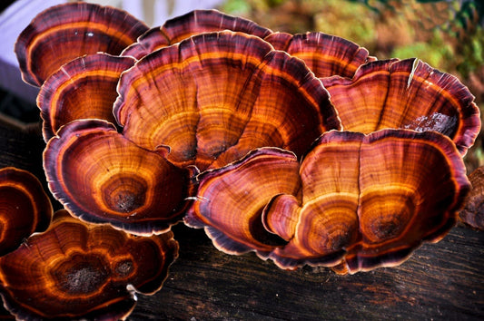 Vitalpilz Reishi (Ganoderma lucidum) & Arthrose